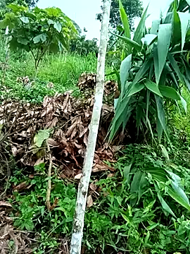 xiaogoal webcam