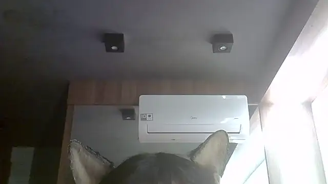 SkinnyKitten webcam
