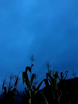 Thosew-venu webcam