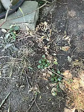 Davvidsm webcam