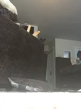 ExoticBlue-Butterfly webcam