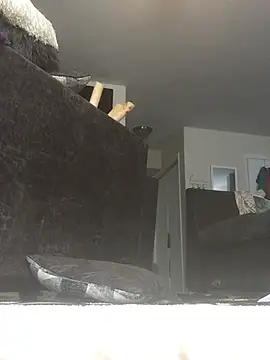 ExoticBlue-Butterfly webcam