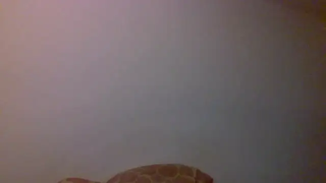 Kaappi1967 webcam