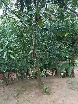 tuyet-nhi webcam