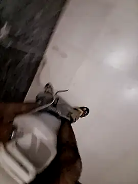Dk_2210_Dk webcam