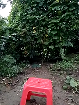 doggy-00 webcam