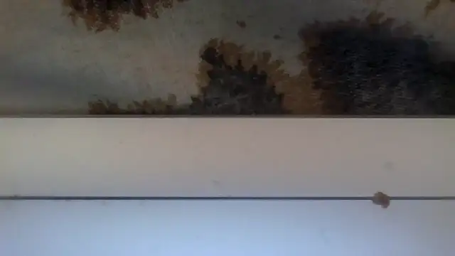 Kittykateie webcam