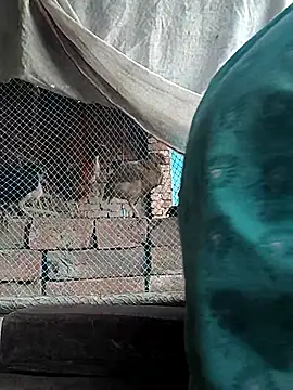 Sweet-runi webcam