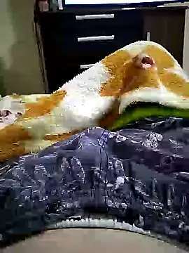 Gallanttrox live cam on StripChat
