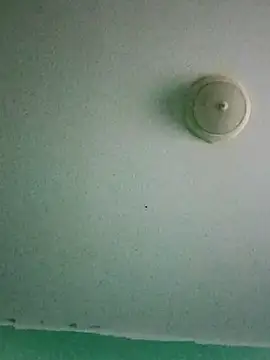 Treemandude live cam on StripChat