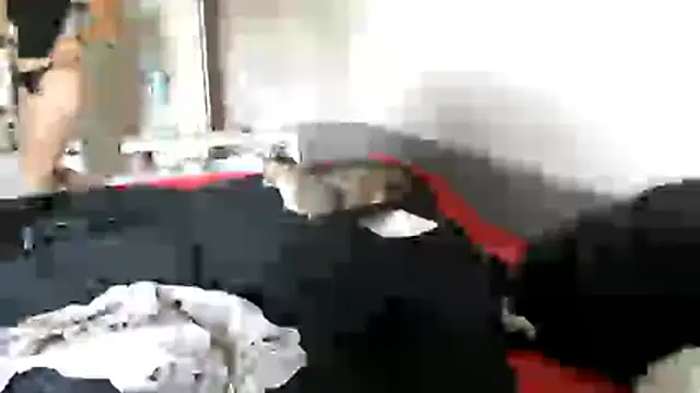 delightful_sofi webcam