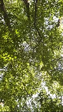 AngelicaPeligrosa