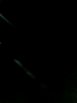 Momo-biki webcam