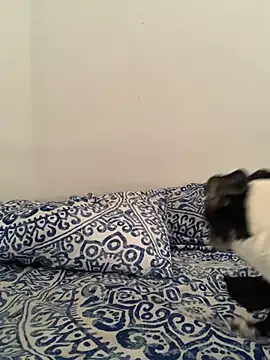 La-Gatiita-trans webcam