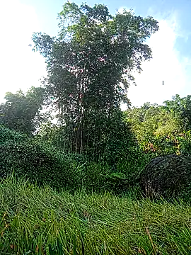 nangmo webcam