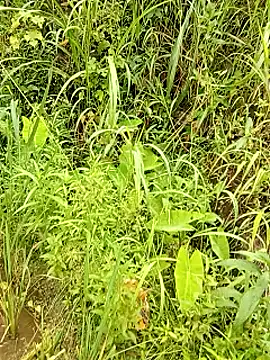 tuyet-nhi webcam