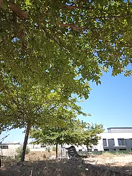 bellapaty webcam