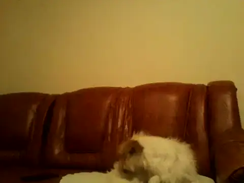 danbig01 webcam