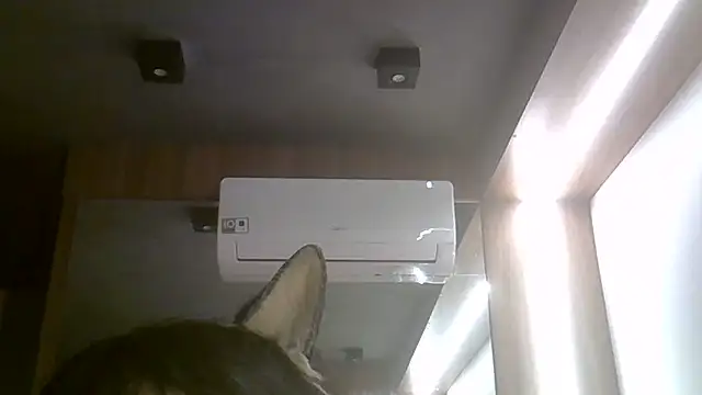 SkinnyKitten webcam