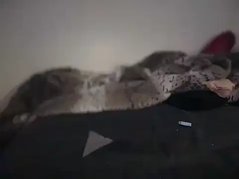 badboy366 live sex cam
