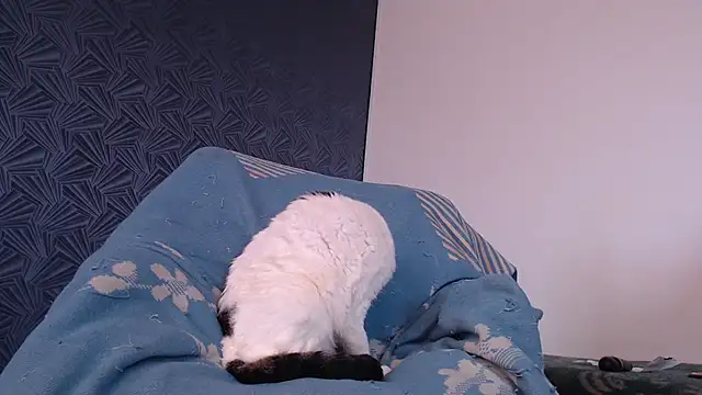 Freyja_eter webcam