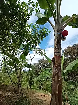 esmeralda_li webcam