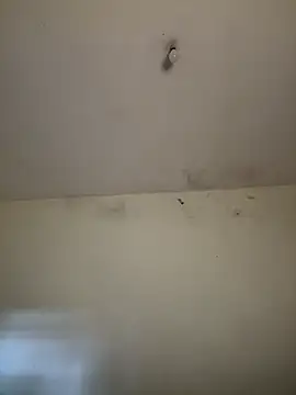 arabayla webcam