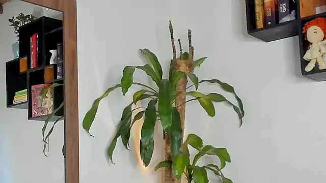 Bellacrox webcam