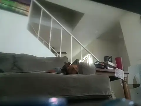 yourMasterisBored webcam