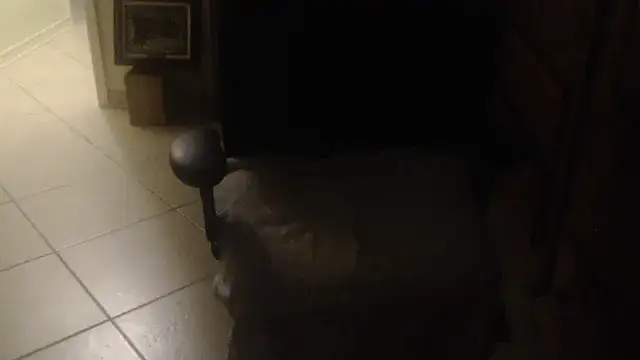 joeydee1 webcam