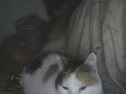 Bebita-zmp webcam