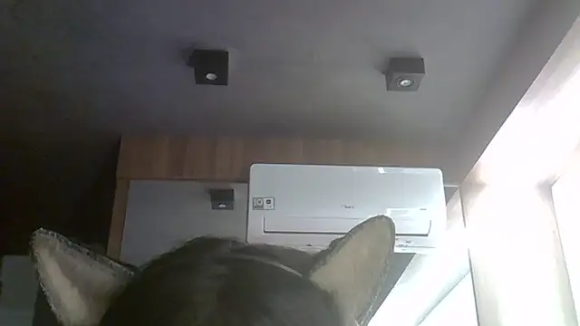 SkinnyKitten webcam