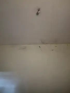 arabayla webcam