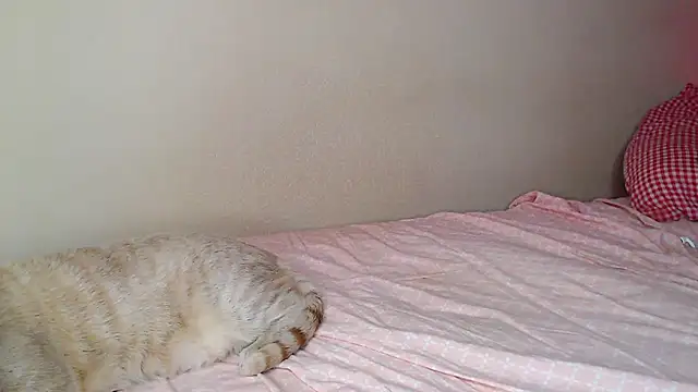 Just_alice webcam