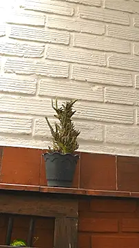AlphaMasterXxx webcam