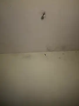 arabayla webcam