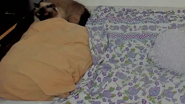 NataliEvans webcam