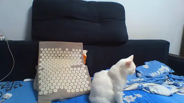 KaelNox webcam