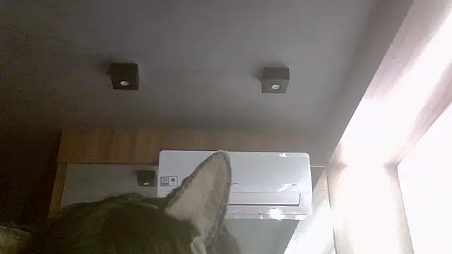 SkinnyKitten webcam