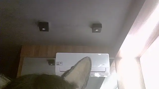 SkinnyKitten webcam