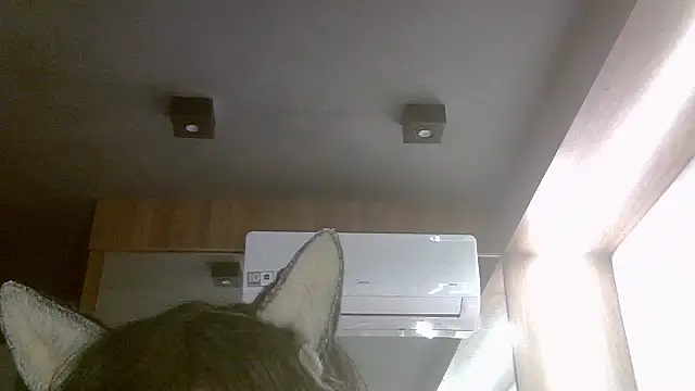 SkinnyKitten webcam