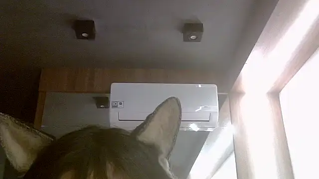 SkinnyKitten webcam