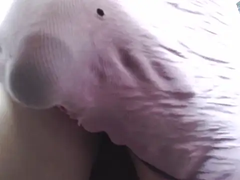 sexyselfsuckerts webcam