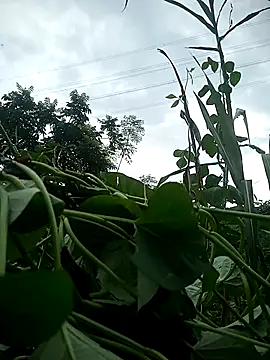 toyo_668 webcam