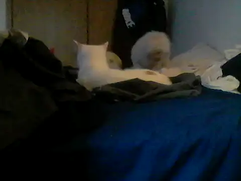 Silencio26 webcam