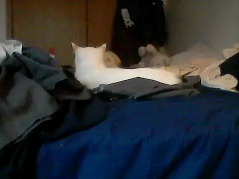 Silencio26 webcam