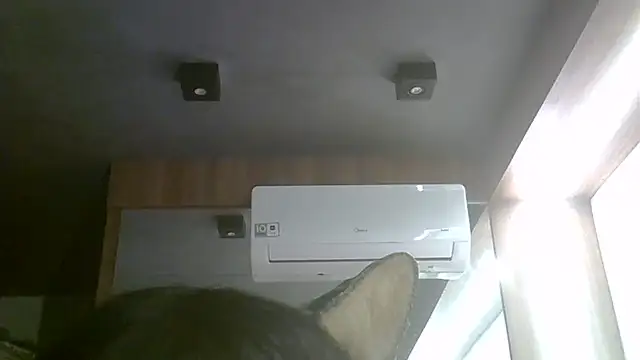 SkinnyKitten webcam