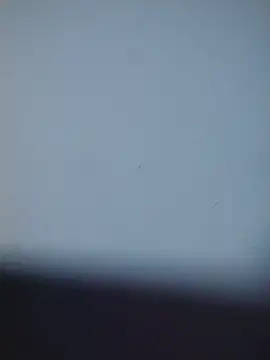 marco_and_luna_ webcam