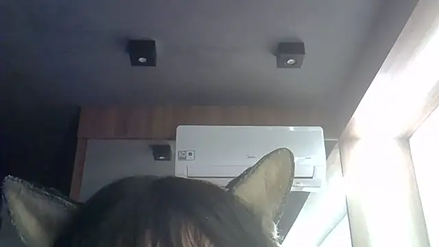SkinnyKitten webcam