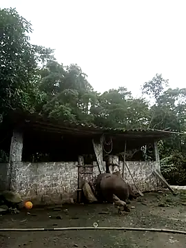nangmo webcam